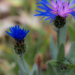 Centaurea axillaris