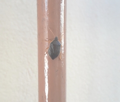 Tynacantha marginata