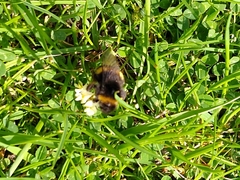 Bombus