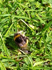 Bombus
