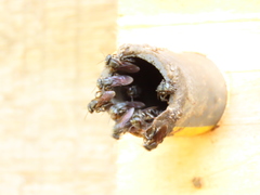 Scaptotrigona bipunctata