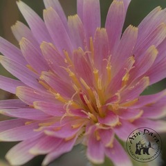 Leontodon asperrimus