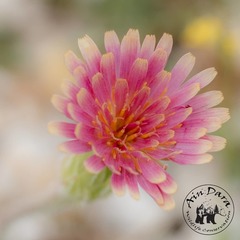 Leontodon asperrimus