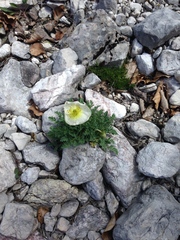 Papaver alpinum