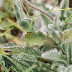 Leontodon asperrimus