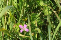Geranium palustre