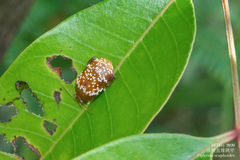 Asiophrida scaphoides