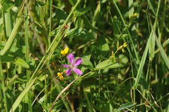 Geranium palustre