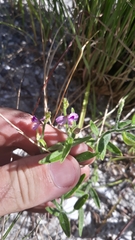 Polygala polygama