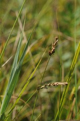 Carex brizoides