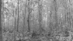 Dasyprocta fuliginosa