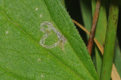 Liriomyza valerianae