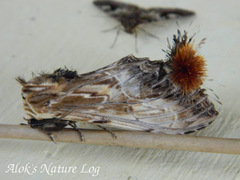 Dudusa sphingiformis