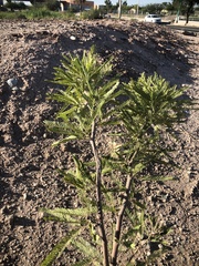 Prosopis