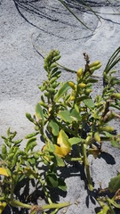 Cakile edentula harperi