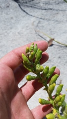 Cakile edentula harperi