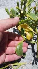 Cakile edentula harperi