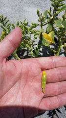 Cakile edentula harperi