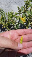 Cakile edentula harperi