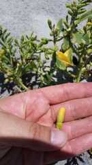 Cakile edentula harperi