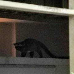 Paradoxurus musangus