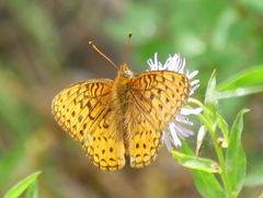 Speyeria coronis