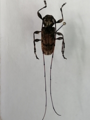 Cerambycidae