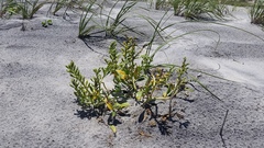 Cakile edentula harperi