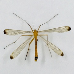 Hylobittacus apicalis