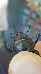 Lucanus tetraodon