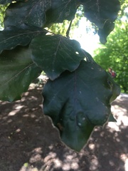 Fagus sylvatica