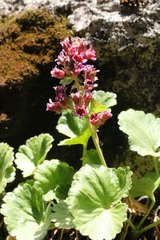 Telesonix heucheriformis