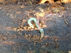 Aporrectodea smaragdina