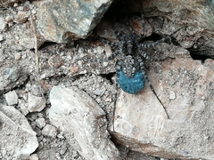 Acantholycosa norvegica