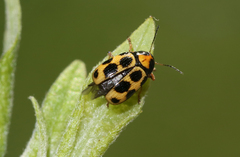Cryptocephalus decemmaculatus