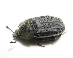 Thanatophilus lapponicus