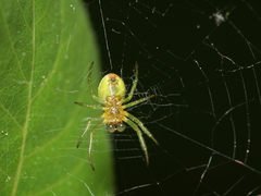 Araniella