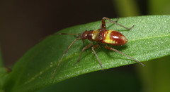 Closterotomus