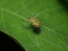 Araniella