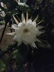 Epiphyllum oxypetalum