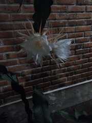 Epiphyllum oxypetalum