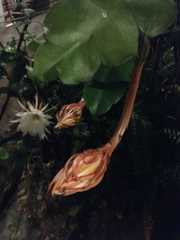 Epiphyllum oxypetalum