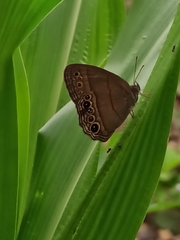 Cissia
