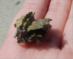 Clibanarius striolatus