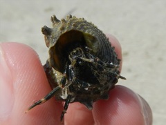 Clibanarius striolatus