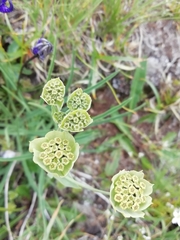 Bupleurum stellatum