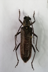 Cerambycidae