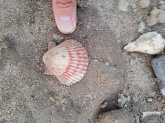 Argopecten ventricosus