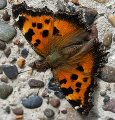 Nymphalis xanthomelas