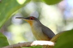 Coccyzus longirostris